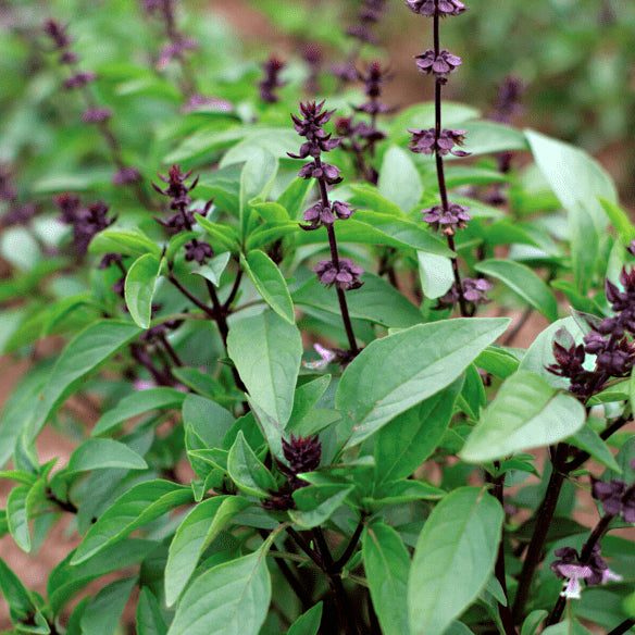 Thai Basil Seedlings Quality Plants Seedlings