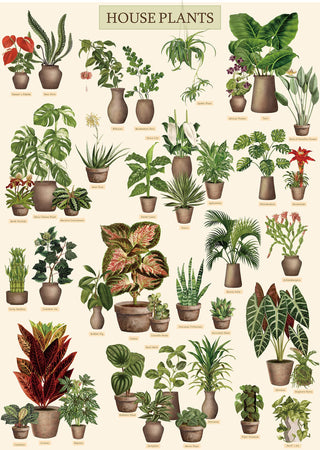 Top 50 Indoor Plants: FAQ