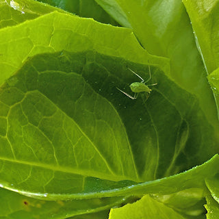 Aphid Control Methods