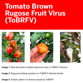 Tomato Shortage in Australia Looming Due to Tomato Brown Rugose Fruit Virus.