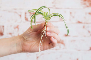 Hydroponic Houseplants