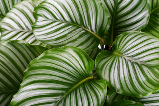 Calathea