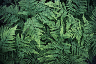 Fern