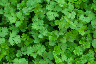 Coriander