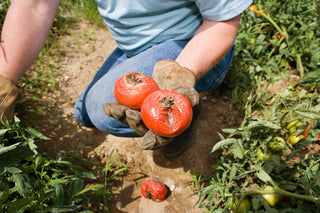 Crop Stress