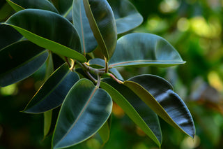 Ficus Plants