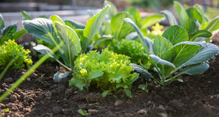 Vegetable Seedlings