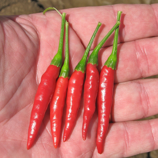 Thai Chilli (Hot)