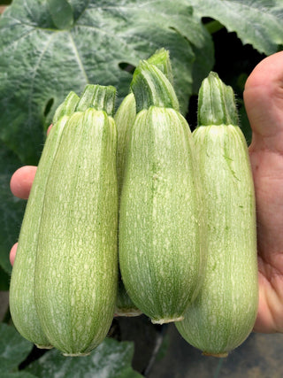 White Zucchini (Lebanese) Seedlings