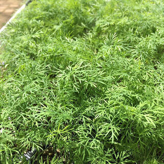 Dill Seedlings