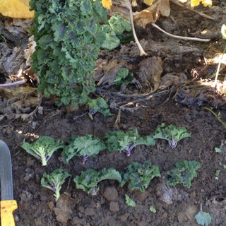 Kale Sprout Seedlings (Green)