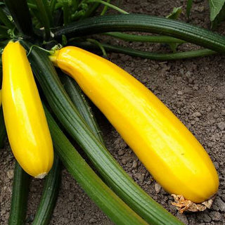 Zucchini Seedlings (Golden)