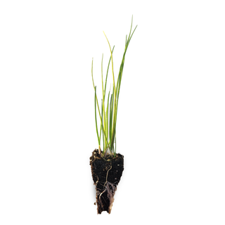 Chive Seedlings