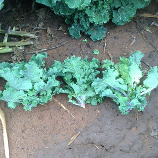 Kale Sprout Seedlings (Green)