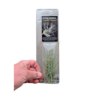 Living Airplants (Tillandsia)