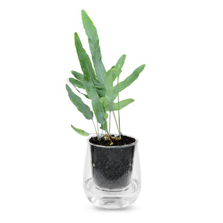 Large Self-watering Pot