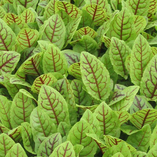 Red Sorrel Seedlings