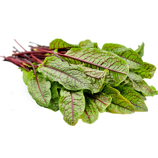 Red Sorrel Seedlings