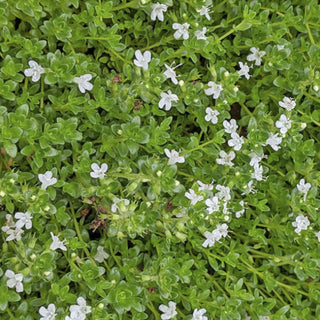 Creeping Thyme Seed