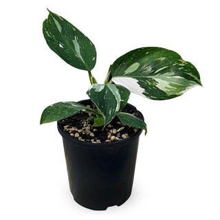 Philodendron erubescens White Wizard