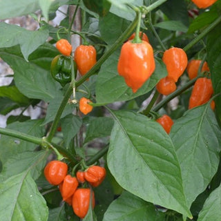 Habanero Chilli (Orange)