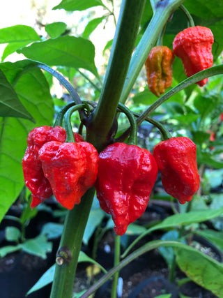 Trinidad Scorpion Seedlings