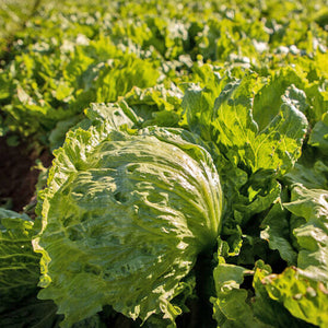 Iceberg Lettuce Seedlings