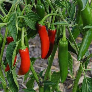 Jalapeno Seedlings