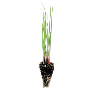 Spring Onion Seedlings (Red)