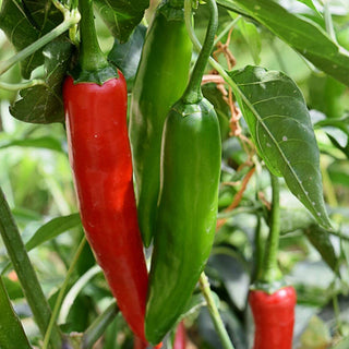 Serrano Chilli Pepper (Hot)