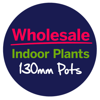 Wholesale Indoor Plants 130mm Pot 🌵