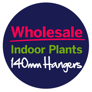 Wholesale Indoor Plants 140mm Hangers 🌵