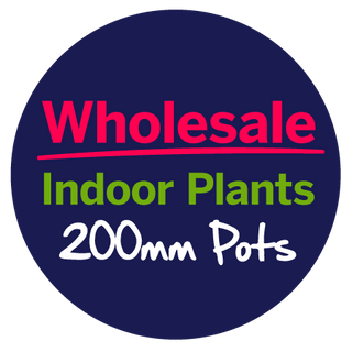 Wholesale Indoor Plants 200mm Pot 🌵