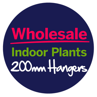 Wholesale Indoor Plants 200mm Hangers 🌵