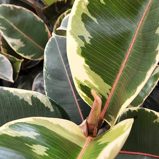 Ficus elastica Tineke