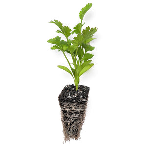 Coriander Seedlings