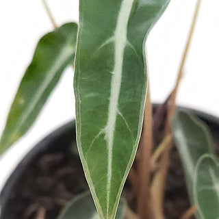 Alocasia amazonica Bambino Arrow