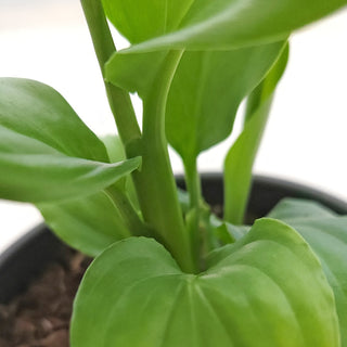 Spathiphyllum Lauretta