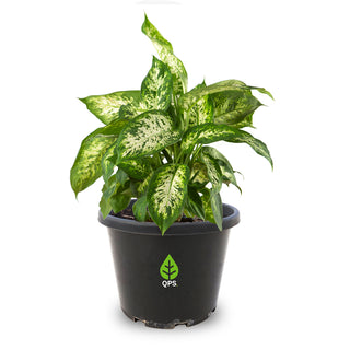 Dieffenbachia hybrida Amy