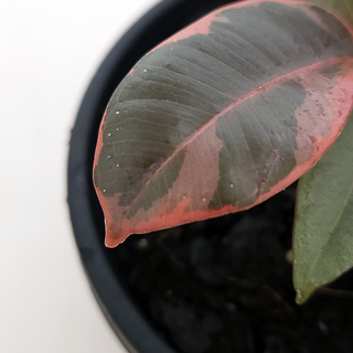 Ficus elastica Ruby