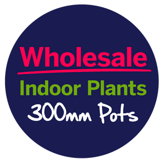 Wholesale Indoor Plants 300mm Pot 🌵