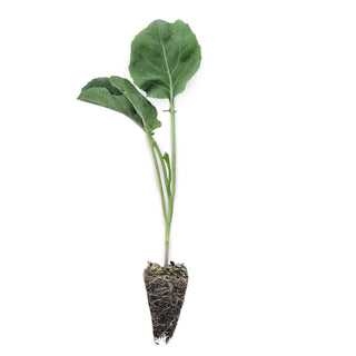 Bunching Broccoli Seedlings