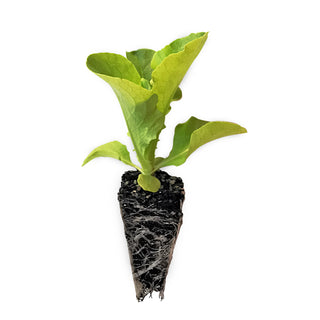 Butter Lettuce Seedlings