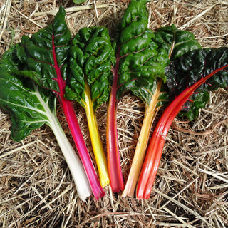 Silverbeet Seedlings (Rainbow Chard)