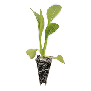 Choy Sum Seedlings