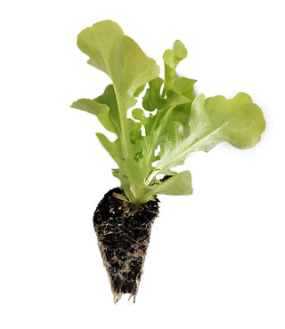 Green Oak Lettuce Seedlings - Quality Plants &  Seedlings