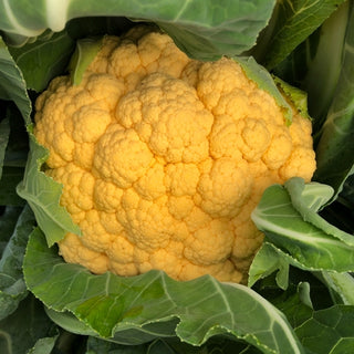 Cauliflower Seedlings (Yellow)