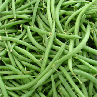 String Bean Seedlings - Quality Plants &  Seedlings