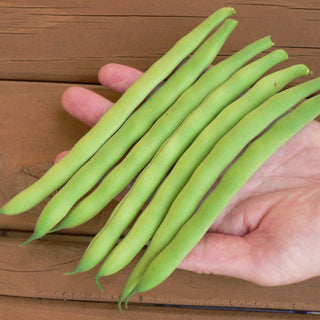 String Bean Seedlings - Quality Plants &  Seedlings