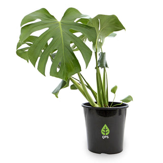 Monstera deliciosa (Swiss Cheese Plant)